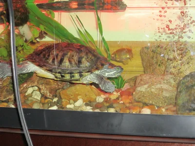 Первые несколько месяцев черепахи могут содержаться в аквариуме с рыбами