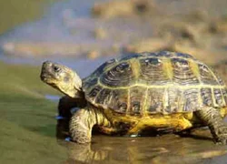 Чем кормить среднеазиатскую черепаху