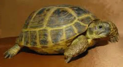 Среднеазиатская черепаха