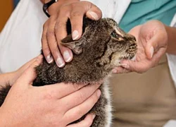 3 причины аллергического дерматита у кошек