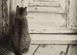 3 причины почему кошки не любят закрытые двери