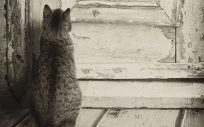 3 причины почему кошки не любят закрытые двери