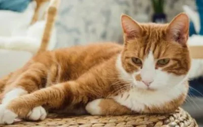 3 причины развития синдрома Кушинга у кошек