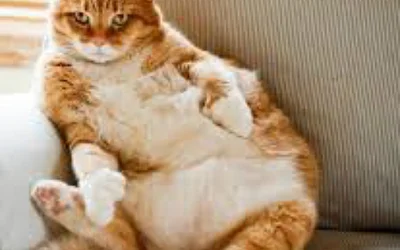 3 распространенных причины развития сахарного диабета у кошек