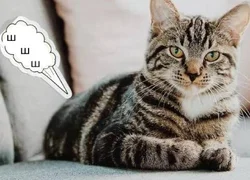 3 вида продуктов, провоцирующих метеоризм у кошек
