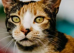 4 действия для профилактики мастита у кошки