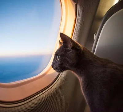 Кошка в путешествии