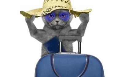 4 причины не брать кошку в путешествие