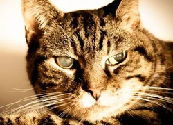 4 причины появления у кошки мутного пятна на глазу
