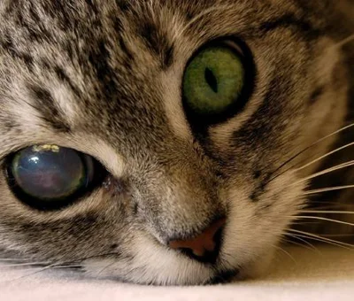 Мутное пятно на глазу у кошки