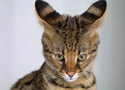 4 признака ушного клеща у кошки