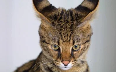 4 признака ушного клеща у кошки