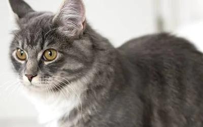 4 пункта профилактики мочекаменной болезни у кошек