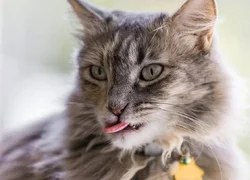 4 пункта профилактики стоматита у кошек