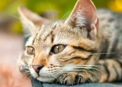 4 пути заражения кошки калицивирозом