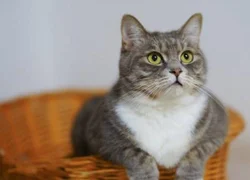 4 распространенных эндокринных заболевания у кошек