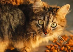 4 симптома листериоза у кошек