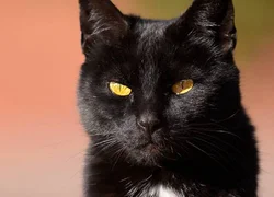 4 симптома микоплазмоза у кошек