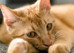 4 симптома развития сердечной патологии у кошки