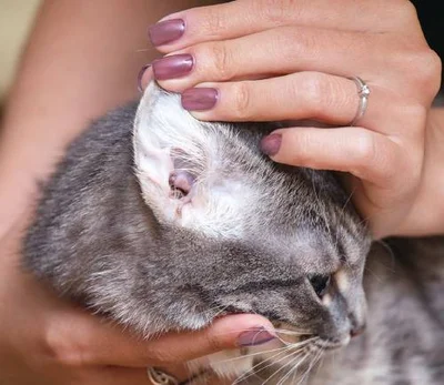 Симптомы ушного клеща у кошки