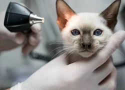 4 симптома ушного клеща у кошки