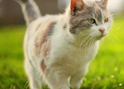 4 симптома хламидиоза у кошек