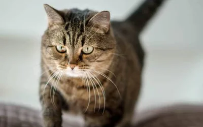 4 симптома холангита у кошек