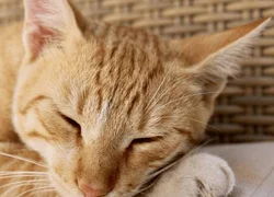 4 вида цистита у кошек