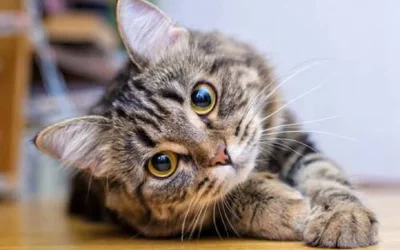 5 частых причин развития у кошки синдрома сухого глаза