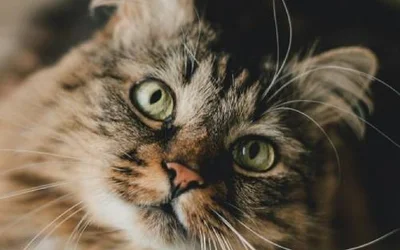 5 действий для профилактики артрита у кошек