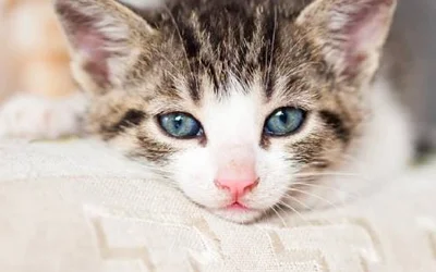 5 групп риска среди кошек по пневмонии