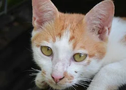 5 основных причин бледности слизистых у кошки