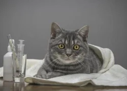 5 основных признаков панлейкопении у кошек