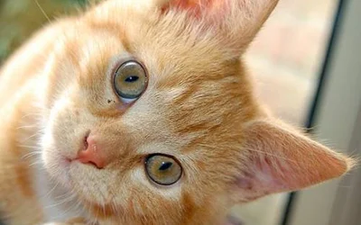 5 первых признаков конъюнктивита у кошек