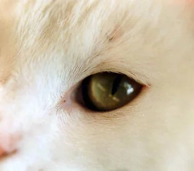 Красные глаза у кошки
