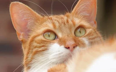 5 первых симптомов калицивироза у кошек