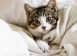 5 первых симптомов развития коронавируса у кошек