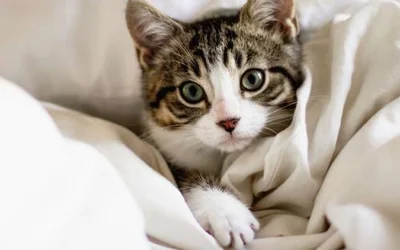 5 первых симптомов развития коронавируса у кошек