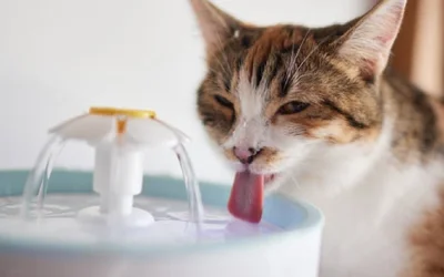 5 причин почему кошка может много пить