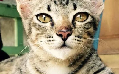 5 причин развития паротита у кошек