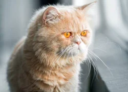 5 причин развития у кошки брахицефалического синдрома