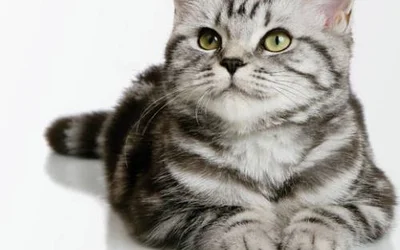 5 причин ринита у кошек