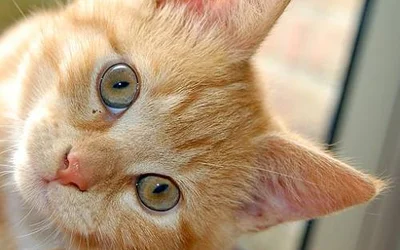 5 причин возникновения конъюнктивита у кошек