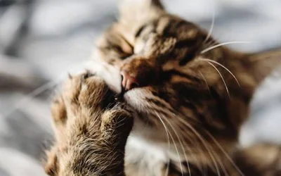 5 признаков аллергии у кошки