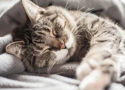 5 признаков простуды у кошек