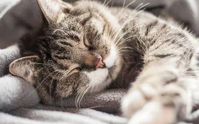 5 признаков простуды у кошек