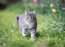 5 пунктов профилактики токсоплазмоза у кошек