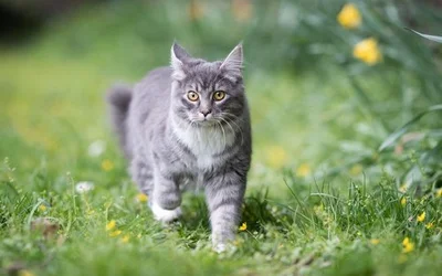 5 пунктов профилактики токсоплазмоза у кошек