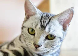 5 путей заражения кошки гемобартонеллезом