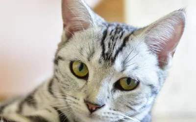 5 путей заражения кошки гемобартонеллезом